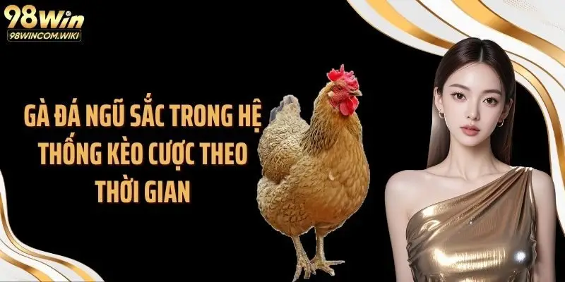Gà đá ngũ sắc trong hệ thống kèo cược theo thời gian